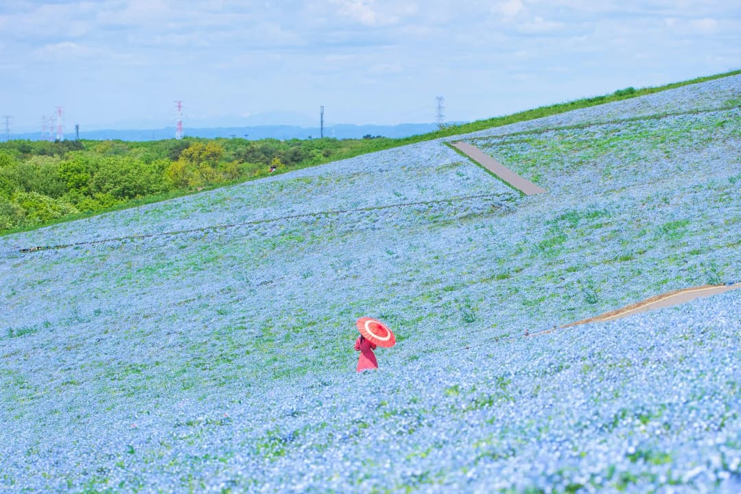 Hitachi Seaside Park