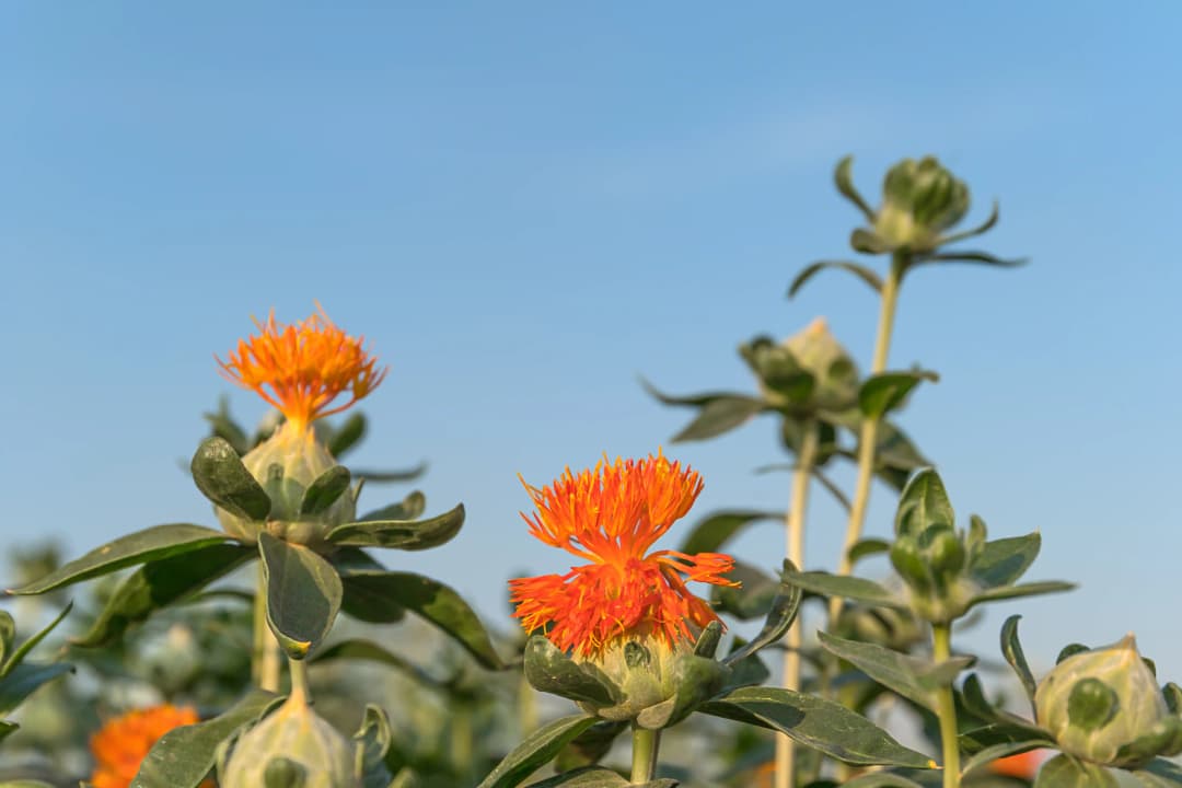 Safflower garden