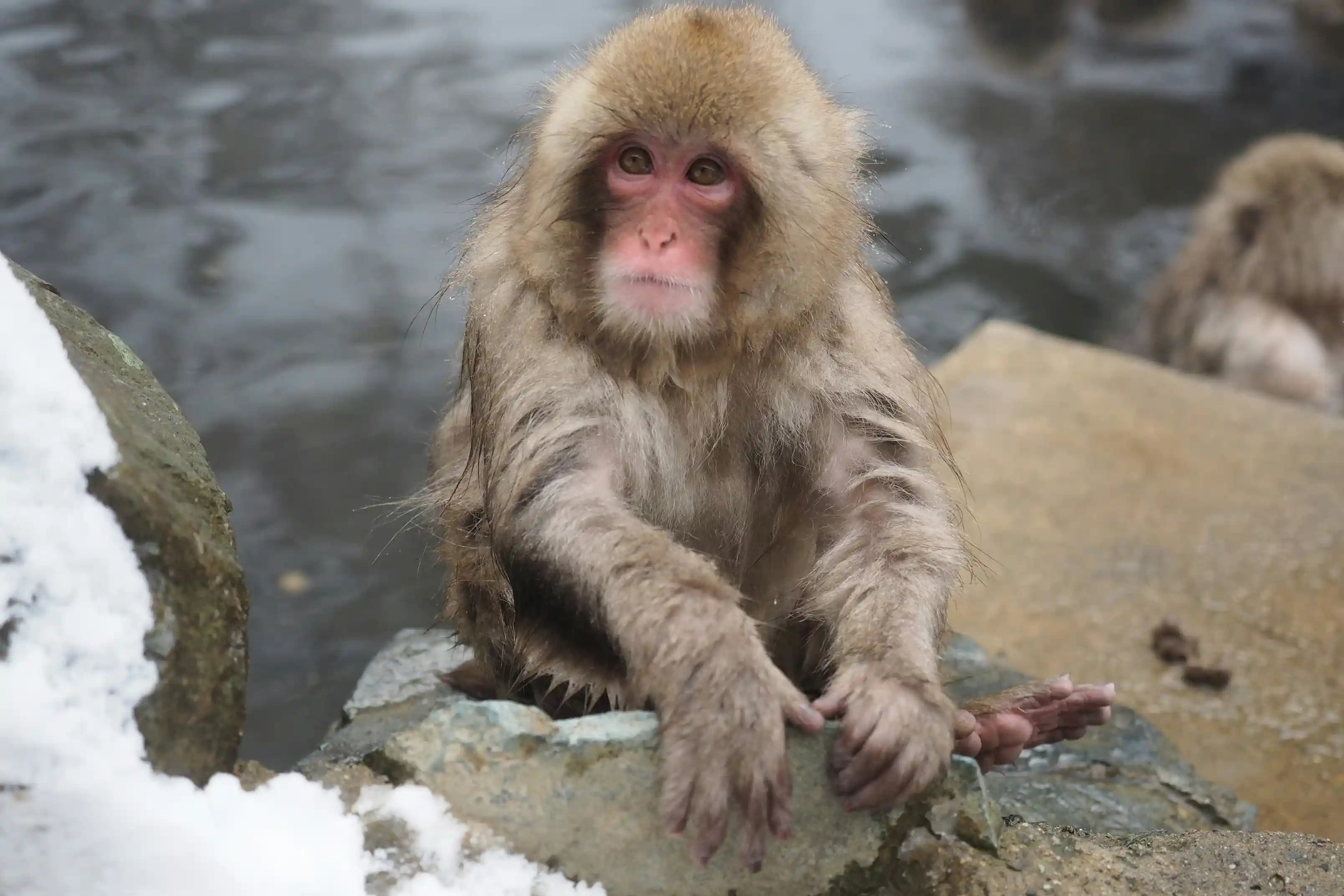 Jigokudani Monkey Park, Nagano, Japan