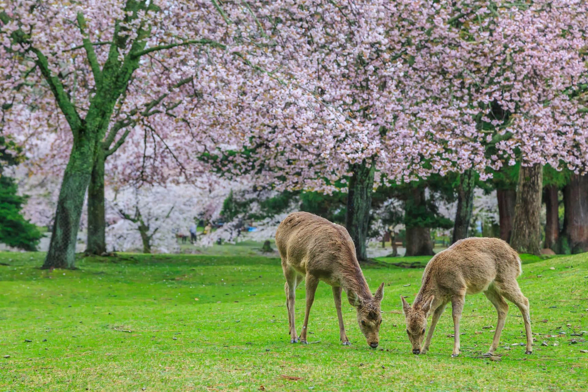 Deers freely roam in Nara Park, Nara, Japan