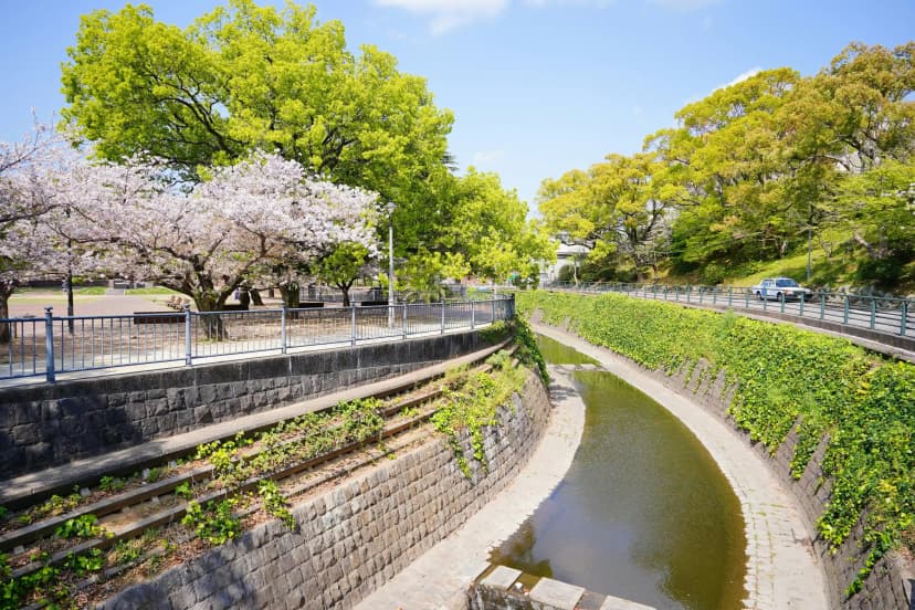 Cherry Blossoms in Nagasaki Peace Park, Nagasaki