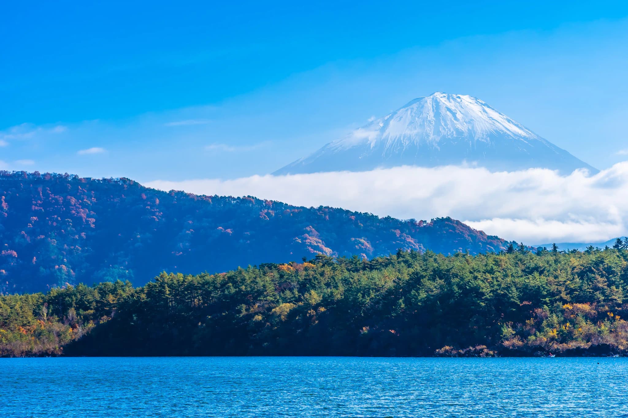 beautiful landscape of mountain Fuji with maple leaves