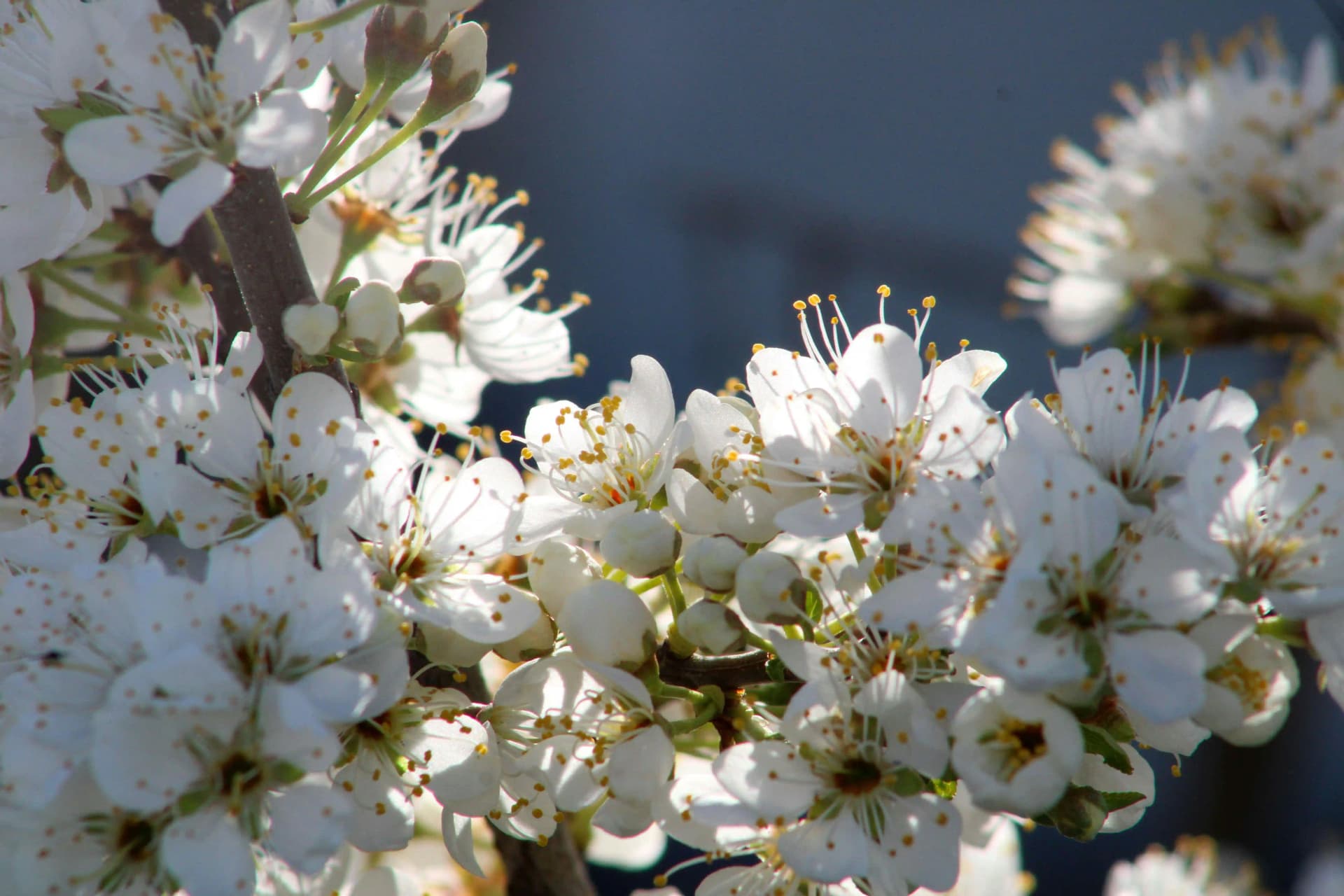 Plum blossom season in Kairakuen Garden