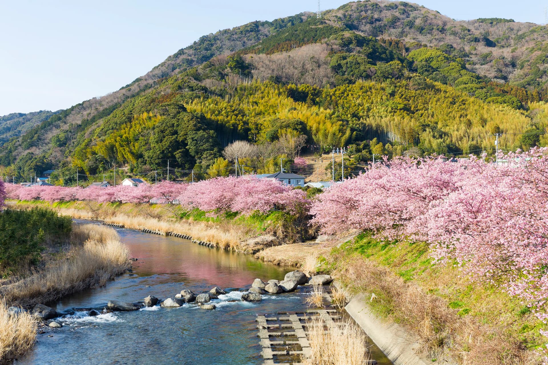 Sakura in Tohoku, Japan