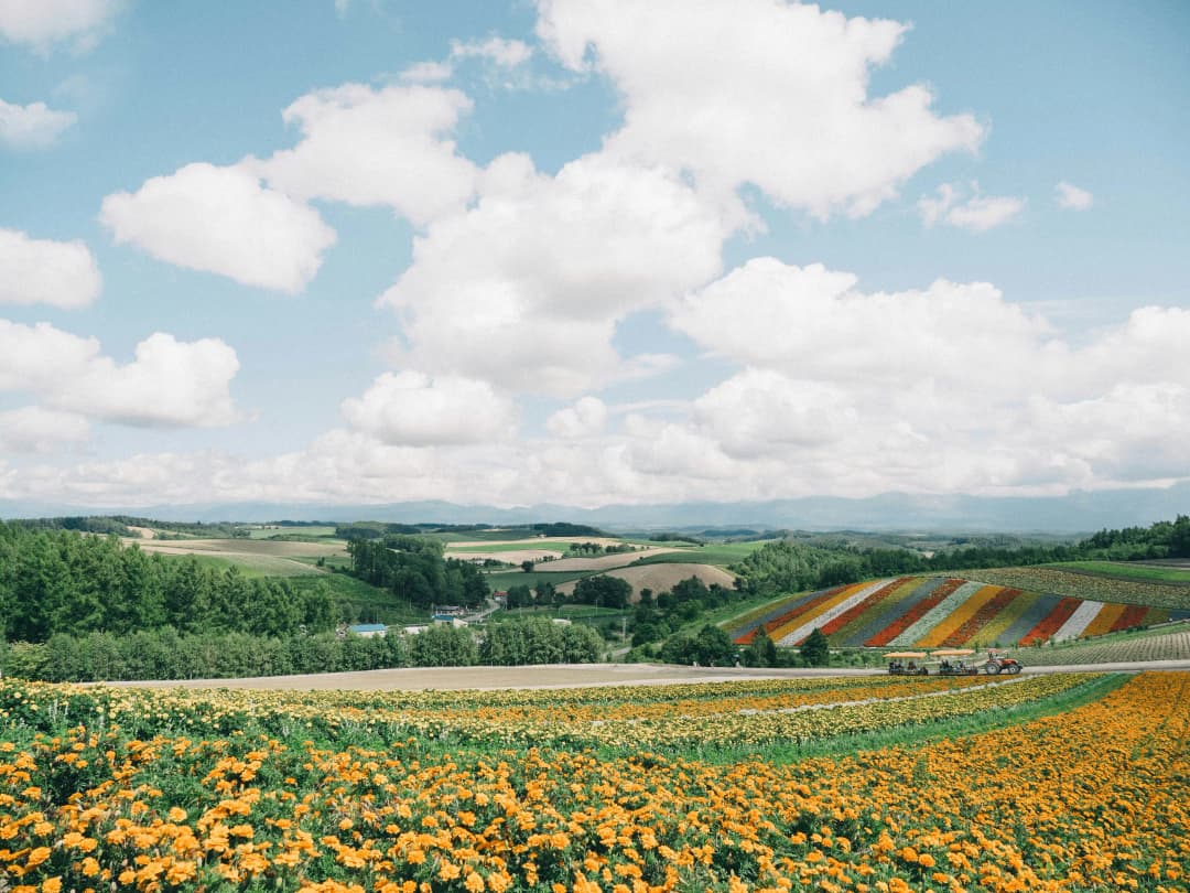 Flower field in Hokkaido