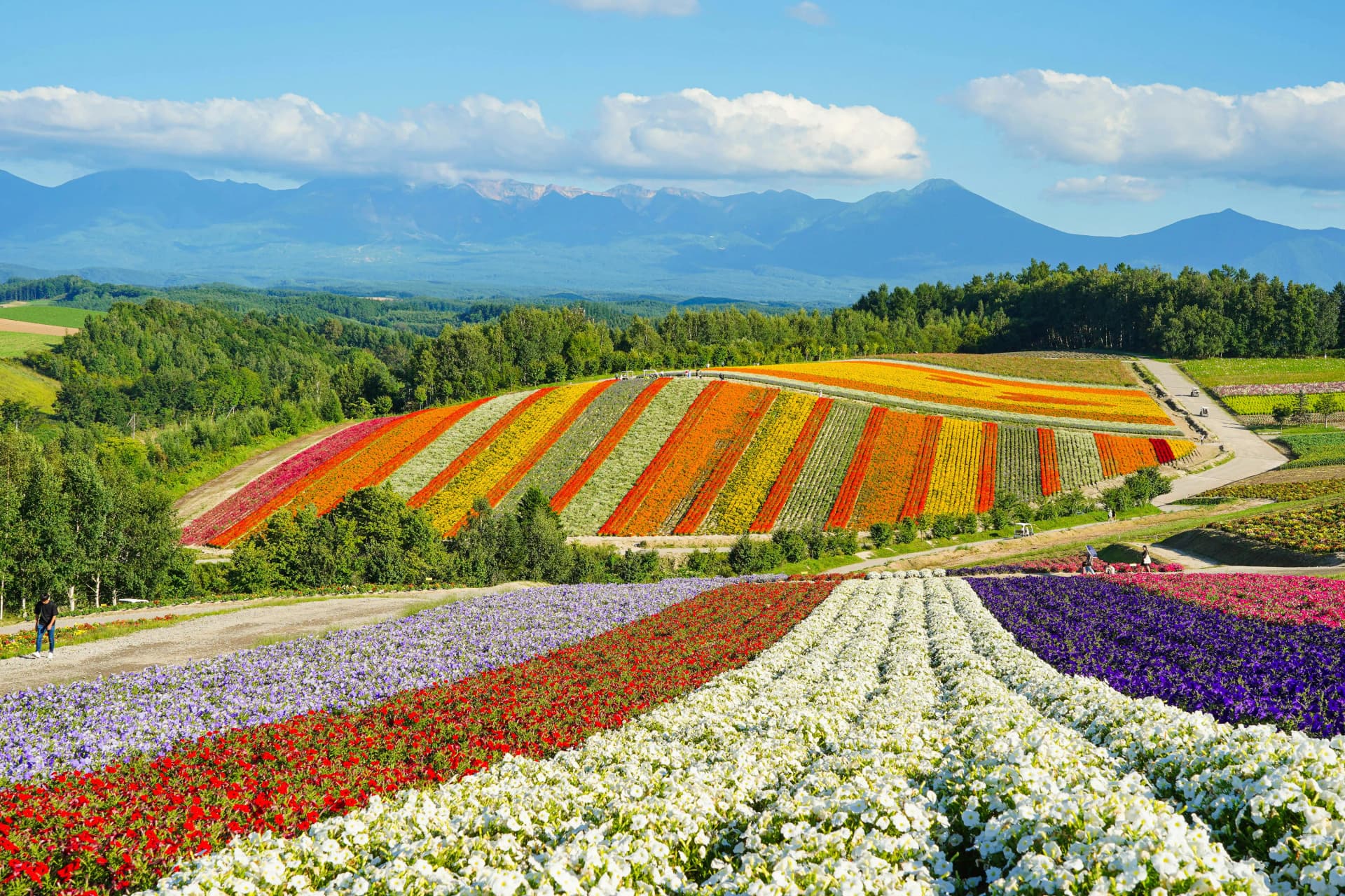 Shikisai-no-Oka flower festival, Hokkaido, Japan